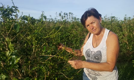 Whitsunday Gold coffee plantation’s co-manager, Ali Simpson