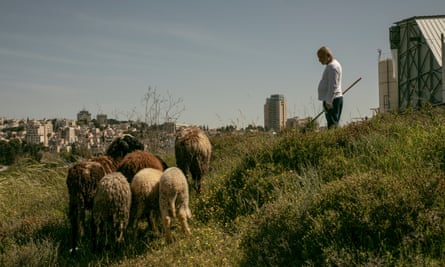 A shepherd looks down at his sheep with buildings in the background