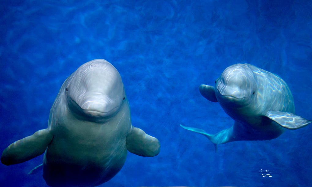 Little Grey and Little White at the aquarium in Shanghai. They have now been transported to a sanctuary in Iceland.
