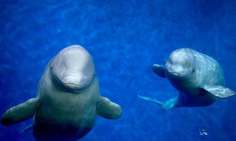 Little Grey and Little White, two beluga whales, have been transported from an aquarium in Shanghai to a sanctuary in Iceland.