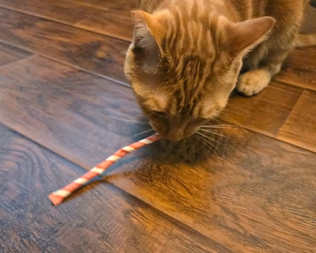 A cat eating Dezi and Roo Silly Stix