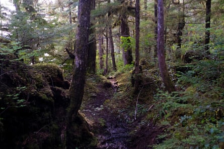 Ground level amid dark forest