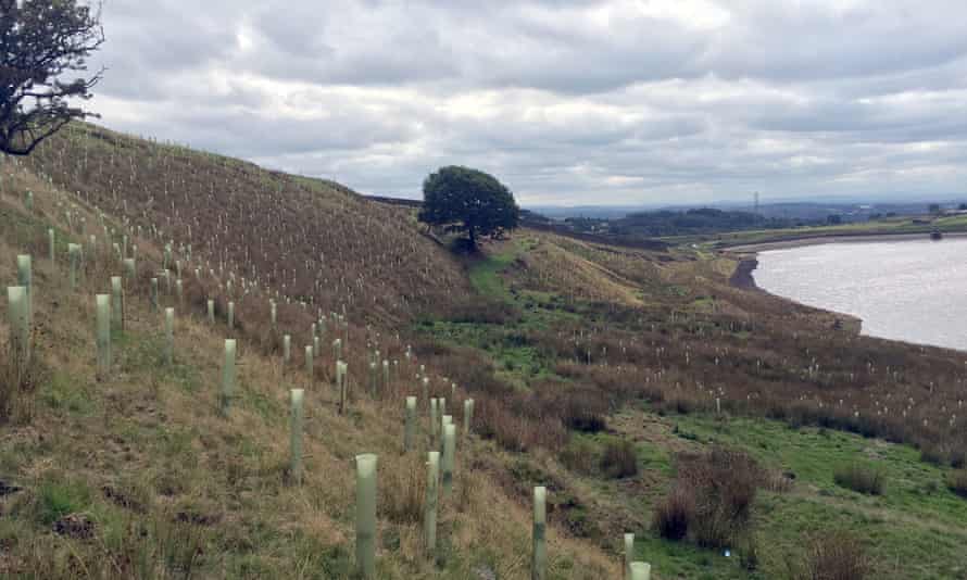 tree planting at spring mill reservoir near rochdale, manchester, august last year