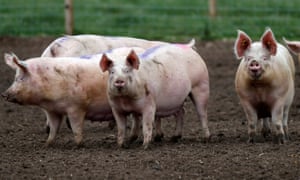 Pigs stand in a field