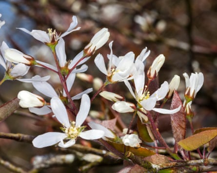 Amelanchier lamarckii a small deciduous tree with white snowy flowers in early spring.