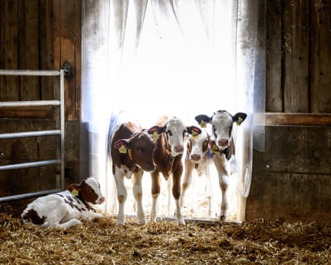 Calves stand at the entrance of their barn amid heatwave, in La Rippe, western Switzerland.