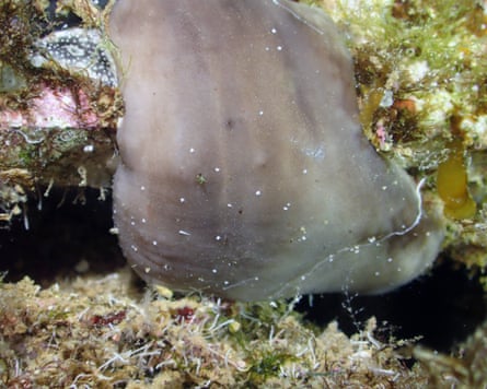 A sponge among algae