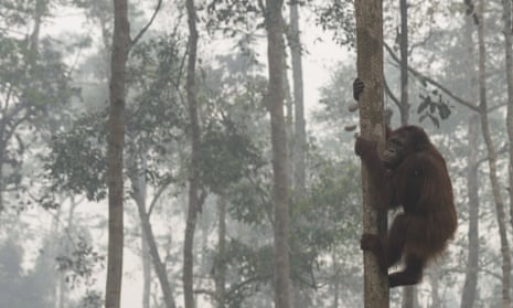 Orangutan climbing a tree shrouded in smoke from Indonesia's forest fires