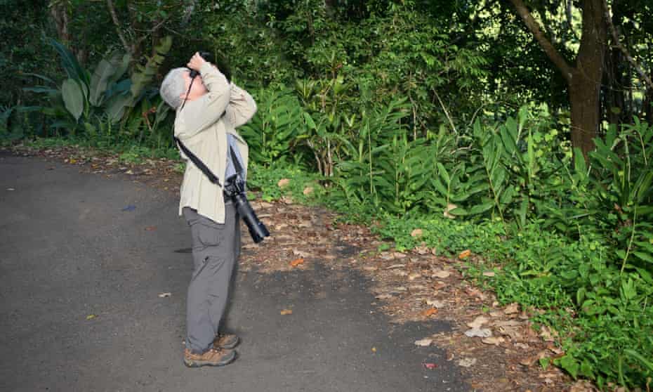 A female birder is looking up into the canopy of some trees to find a bird, in the Blue Mountains national park