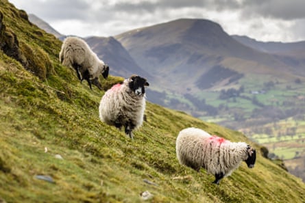 Sheep on the slopes of Cat Bells, a peak in the Lake District.
