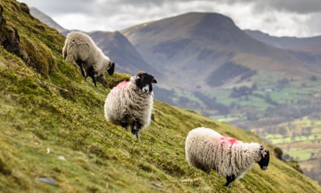 Hill farming heritage is imprinted on lives as well as landscape in the Lake District.