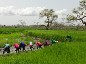 Women being taught rice-growing techniques