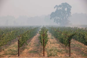 So-called 'smoke taint' from wildfires can destroy a harvest of grapes.