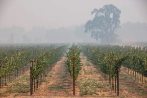 Burned Bottles And Scorched Vines Wineries Hit Hard By California Fires In Pictures Us News The Guardian