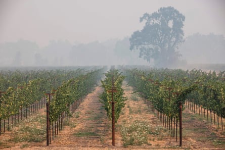 So-called ‘smoke taint’ from wildfires can destroy a harvest of grapes.