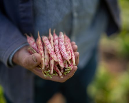 Guy Singh-Watson with a handful of with Borlotti beans at Riverford