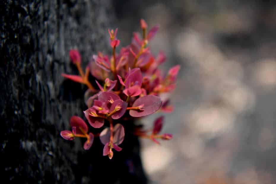 The first signs of regrowth in a bushfire-hit forest
