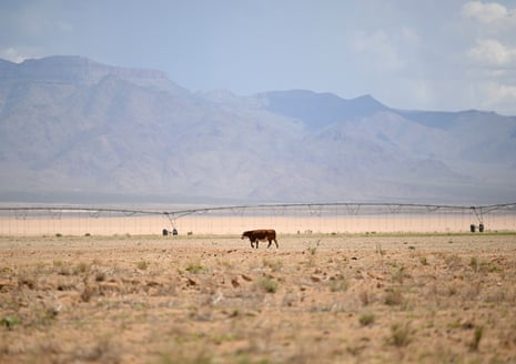 A cow walks through a vacant lot south of Kingman, Arizona.