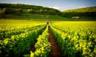 Extreme weather pushes global wine production to lowest level in more than 60 years