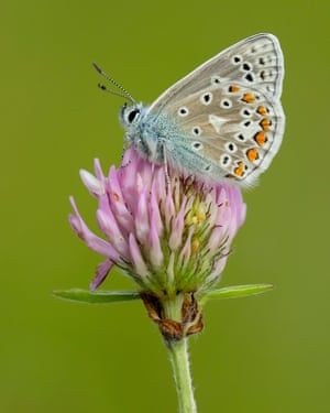 A common blue butterfly. Britain’s butterflies have been bolstered by conservation efforts and weathered a poor year in 2021, annual survey results have shown. The woodland-loving heath fritillary has doubled in abundance in the past decade and the silver-studded blue also did well, recording its best year since 1996