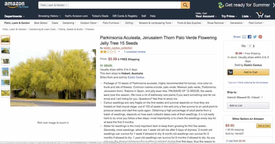 An advertisment for Parkinsonia aculeata on Amazon offering to ship to Australia from the US.