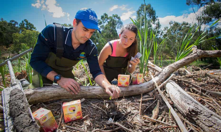 Deakin University PhD candidate Katy Limpert and researcher Peter Macreadie bury the first of 50,000 teabags which will be placed in wetlands around the globe as part of a world-first project to monitor carbon sequestration and breakdown. 