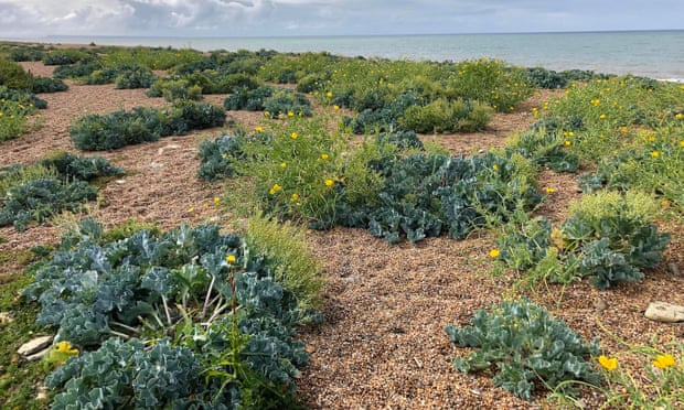 Cogden Beach, looking east to the Isle of Portland on the horizon over clumps of sea kale and yellow-horned poppy.