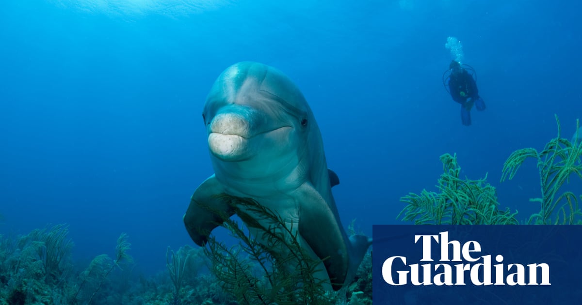 Pharmacy in the sea: Dolphins ‘use coral as medicine for skin ailments’