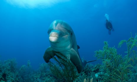 A bottlenose dolphin rubs its belly on coral.