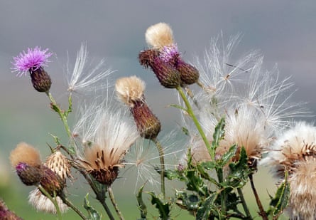 Thistledown, plant aerial plankton