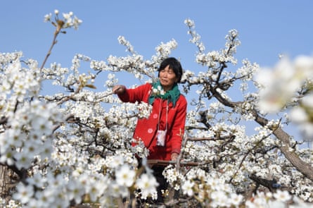 A farmer pollinates a pear tree by hand, China.