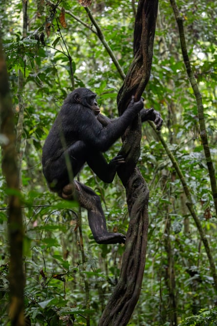 A bonobo climbs a thick vine in a forest