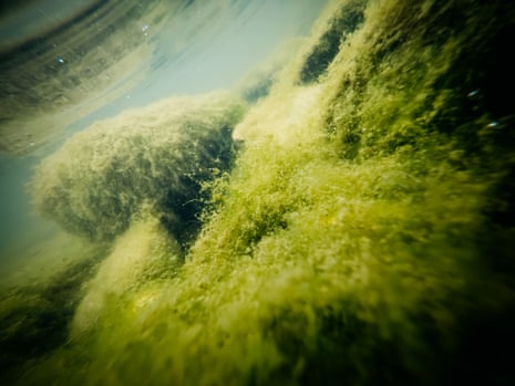 Underwater photography of algae under the water's surface in the River Wye