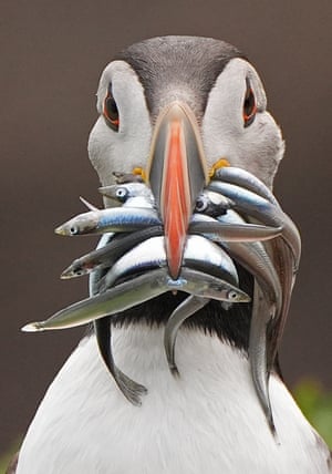 Great Saltee Island puffinsA lucky puffin with a beakful of fish on Great Saltee Island off County Wexford, one of Ireland’s major bird sanctuaries, home to puffins, gannets, guillemots, razorbills, cormorants, great black-backed gulls, kittiwakes and manx shearwaters