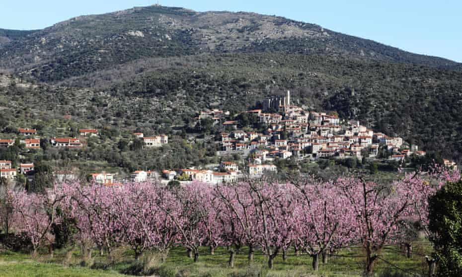 Peach trees flowering about 20 days earlier than usual in Eus, southern France.