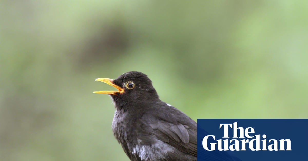 Study: Listening to birdsong reduces stress
