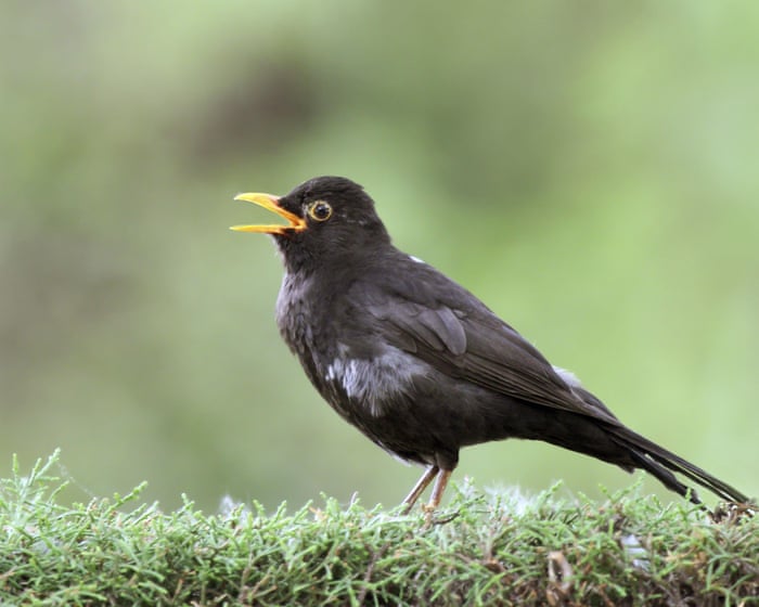 Feeling chirpy: how listening to birdsong can boost your wellbeing