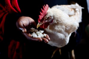 Fatima feeds a chicken