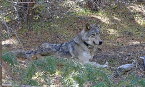OR-54, the Oregon wolf who crossed into California to find a mate. OR-54’s journey took her further south in California than any other wolf since 1924.