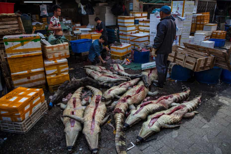 Crocodiles on display for buyers at Huangsha seafood market in Guangzhou, Guandong province, China.