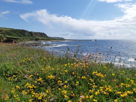 Prawle Point in south Devon in bloom with yellow flowers