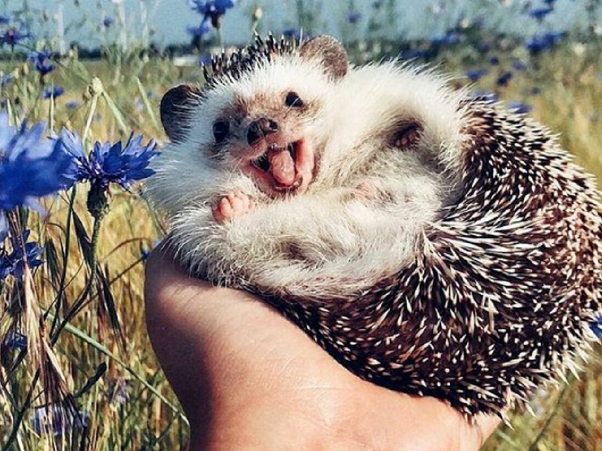 What's small, cute and exploited for financial gain on the internet? Mr  Pokee | Pets | The Guardian