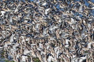 A large flock of black-tailed godwit takes flight, Welney, Norfolk