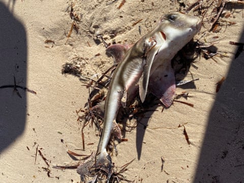 dead shark