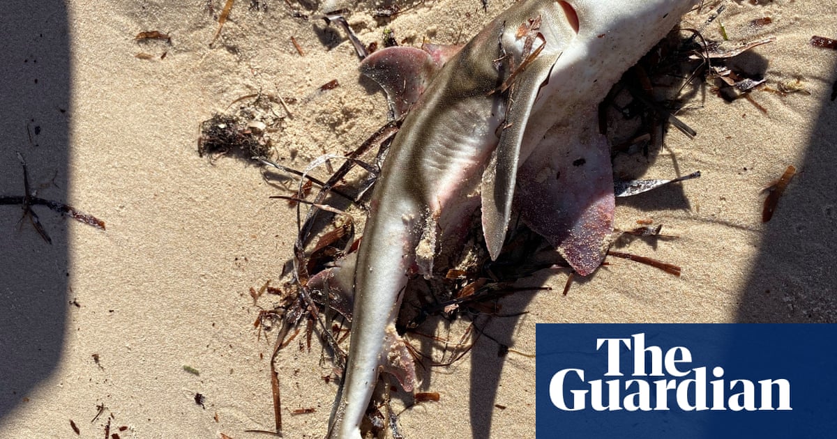 A horror movie': sharks and octopuses among 200 species killed by toxic algae off South Australia