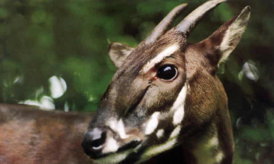 Saola has been shot with the camera only a few times.
