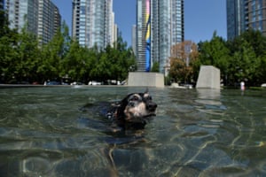 Vênus, uma pinça alemã, esfria em uma fonte durante a onda de calor escaldante em Vancouver, British Columbia, Canadá