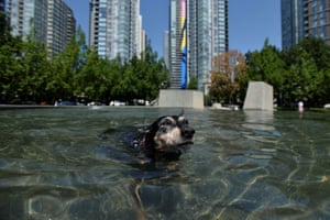 A German Pincer cools off in a fountain in Vancouver