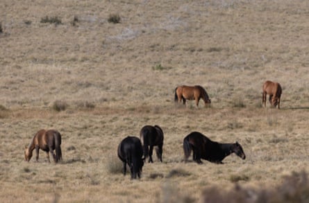 Brumbies or Feral Horses on the plains above Kiandra in the Kosciuszko National Park