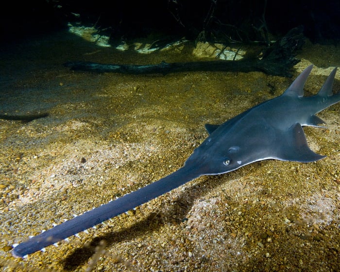 Endangered sawfish at risk from plan to double water extraction from WA’s Fitzroy River, advocates say